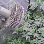 Tiger Paws/Velvet Cream