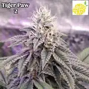 Tiger Paws/Velvet Cream