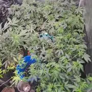 Tiger Paws/Velvet Cream