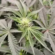 Tiger Paws/Velvet Cream