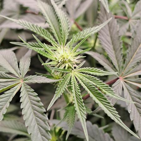 Tiger Paws/Velvet Cream