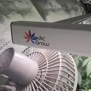 Tiger Paws/Velvet Cream