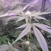 Tiger Paws/Velvet Cream