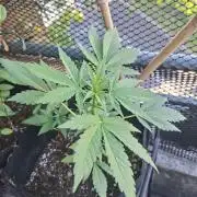 Mix Fast Bud RF3