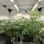 GMO x Sherb Crasher