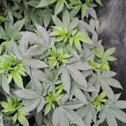 Tiger Paws/Velvet Cream