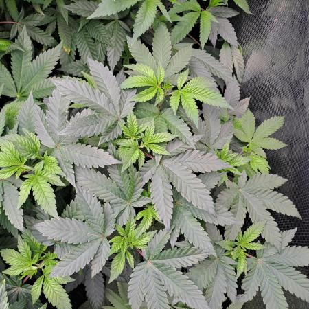 Tiger Paws/Velvet Cream