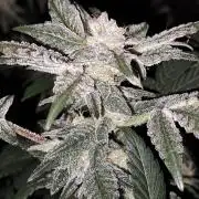 Tiger Paws/Velvet Cream