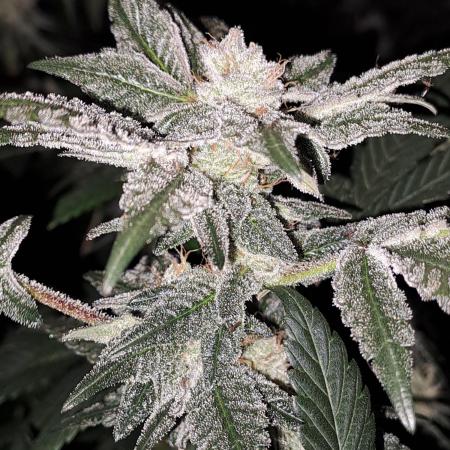 Tiger Paws/Velvet Cream