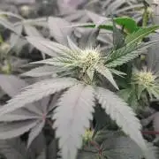 Tiger Paws/Velvet Cream