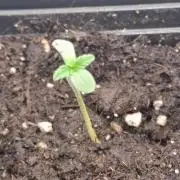 Bank Roll : Pave X Gas Drop