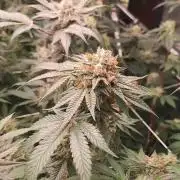 Tiger Paws/Velvet Cream