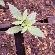 GMO x Sherb Crasher