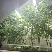 GMO x Sherb Crasher