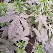 Tiger Paws/Velvet Cream