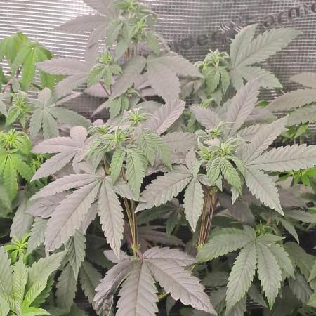 Tiger Paws/Velvet Cream