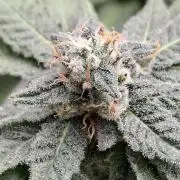 Soda Cream Terpyz