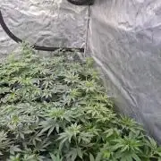 Pure MICHIGAN BX