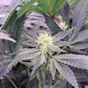 Tiger Paws/Velvet Cream