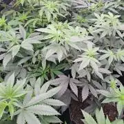 Tiger Paws/Velvet Cream