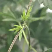 GMO x Sherb Crasher