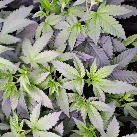 Tiger Paws/Velvet Cream