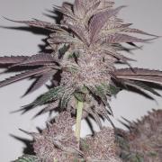 Tent X Ultimate grow /Berry Bonds