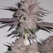 Tent X Ultimate grow /Berry Bonds