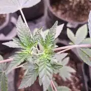 Pure MICHIGAN  BX