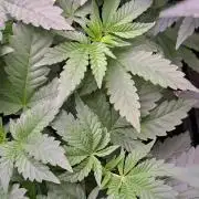 Tiger Paws/Velvet Cream