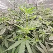 Tiger Paws/Velvet Cream