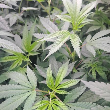 Tiger Paws/Velvet Cream