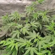 Tiger Paws/Velvet Cream