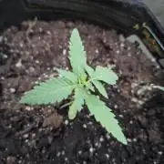 Mendo Frost Fast Bud Outdoor