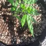 Auto Divine
