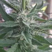 Mendo Frost Fast Bud Outdoor