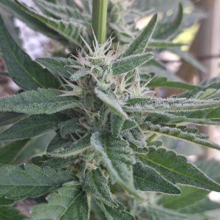 Mendo Frost Fast Bud Outdoor