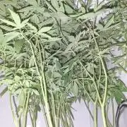 GMO x Sherb Crasher