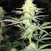 Pure MICHIGAN  BX