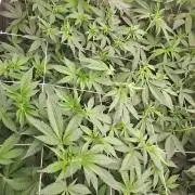 Tiger Paws/Velvet Cream