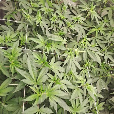 Tiger Paws/Velvet Cream