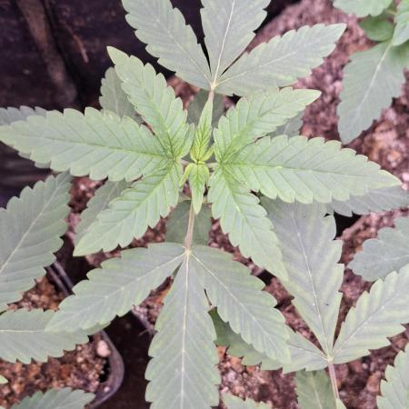GMO x Sherb Crasher