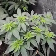 Tiger Paws/Velvet Cream