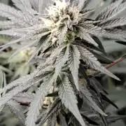 Pure MICHIGAN  BX