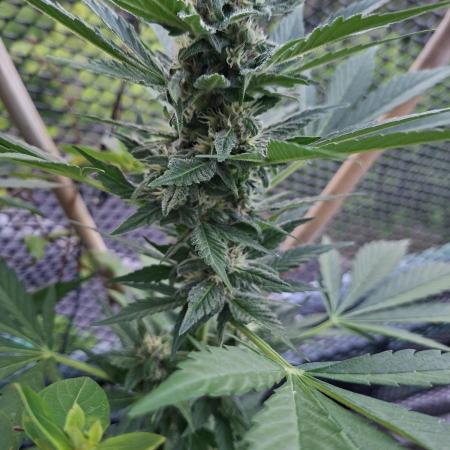 Mix Fast Bud RF3
