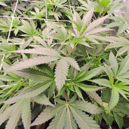 Tiger Paws/Velvet Cream