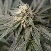 Pure MICHIGAN  BX