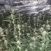 Tiger Paws/Velvet Cream