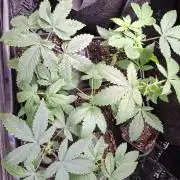 GMO x Sherb Crasher