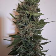Mix Fast Bud RF3